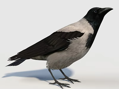 Black and white feathered crow standing with shadow on white background 3d model
