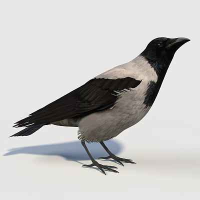 Modern Birds 3d model Modern Birds 3d model