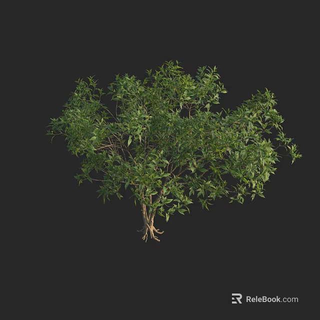 Lush Green Arbor With Dense Foliage Strong Trunk And Exposed Root System 3d model