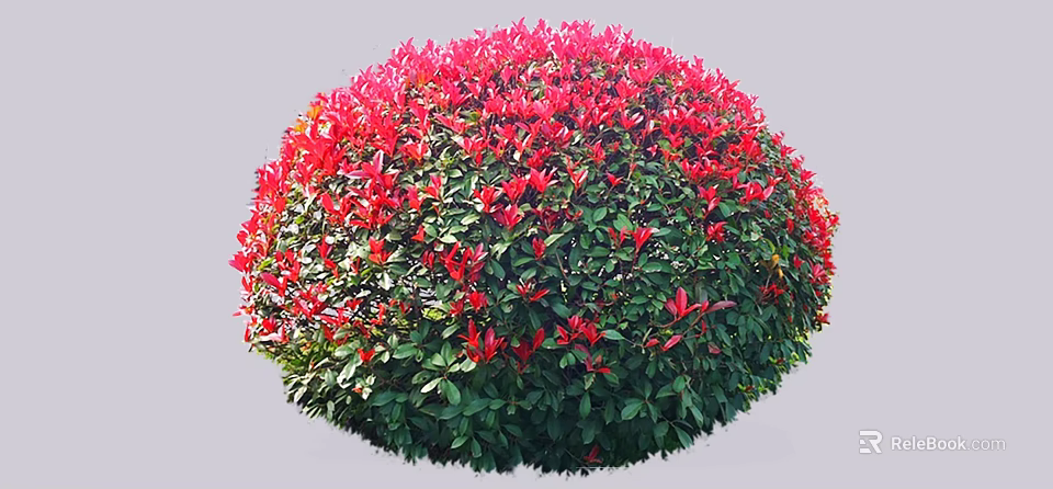 Round Garden Shrub with Vibrant Red Leaves Top and Lush Green Foliage 3d model 