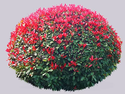 Round Garden Shrub with Vibrant Red Leaves Top and Lush Green Foliage 3d model