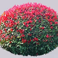 Round Garden Shrub with Vibrant Red Leaves Top and Lush Green Foliage