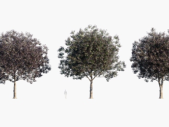 Plants Trees Arbor 3d model