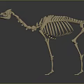 Camel Skeleton 3D Model Display With Detailed Bone Structure And Anatomical Features 3d model