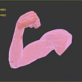 Medical Device Red Muscle Arm Model For Anatomical Education And Rehabilitation