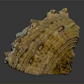 Detailed Animal Organ With Fine Hair And Natural Textured Surface