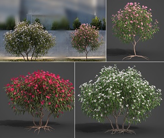 Oleander Flowering Plant Outdoor Oleander Shrub Green Plant Combination Summer White Pink Flowers Flowering Plant 3d model