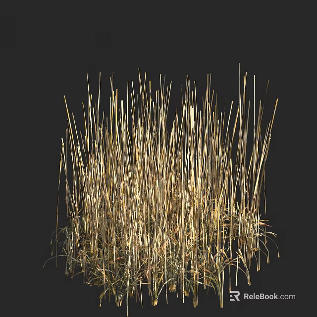 Tall Golden Grass Clump Standing with Thin Stems Against Black Background 3d model 