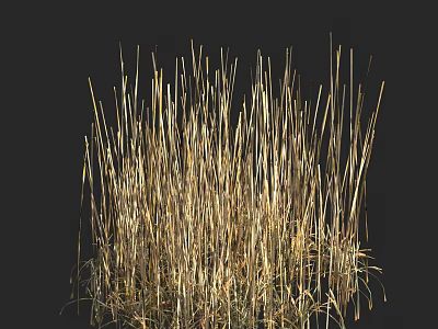 Tall Golden Grass Clump Standing with Thin Stems Against Black Background 3d model