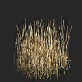 Tall Golden Grass Clump Standing with Thin Stems Against Black Background