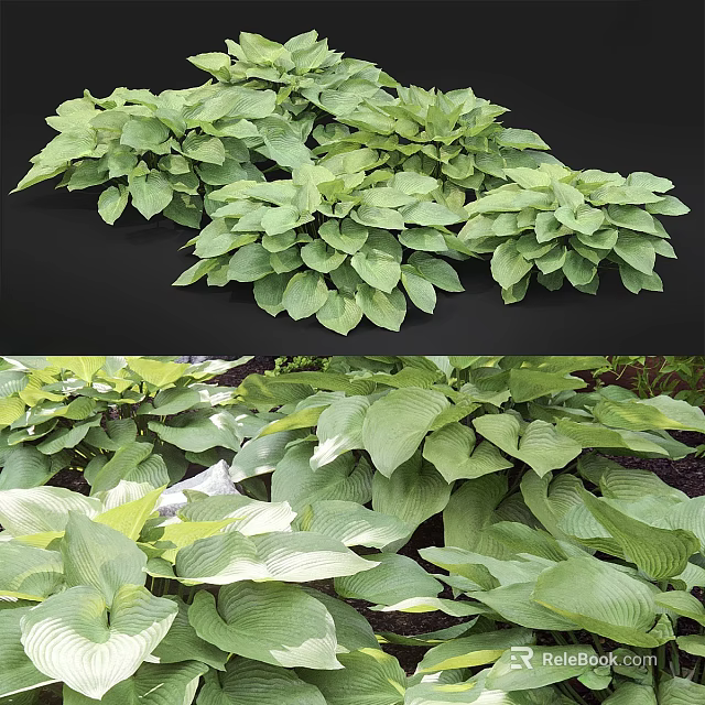 Lush Green Hosta Plants With Large Vibrant Leaves In Garden Setting 3d model 
