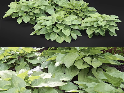 Lush Green Hosta Plants With Large Vibrant Leaves In Garden Setting 3d model