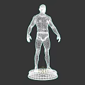 3D Model Of Human Organ System Showing Male Anatomical Body Structure On Base