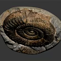 Chi chrysanthemum stone ancient fossil stone chrysanthemum fossil items 3d model