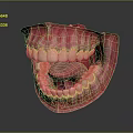 Human Oral Anatomy Model With Detailed Teeth And Pink Gums Structure