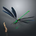 Green and Black Dragonfly with Slender Body and Black Wings Next to Wooden Stick