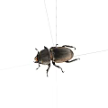 Detailed Close Up View Of Black Horned Beetle On White Background