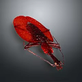 Red Beetle With Shiny Exoskeleton Detailed Texture And Long Legs On Dark Background