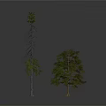 Tall And Short Trees With Green Leaves And Brown Trunks On White Background