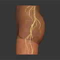 Human Lower Limb Vascular System Anatomical Structure With Detailed Blood Vessel Network 3d model