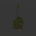 Tall And Short Trees With Green Leaves And Brown Trunks On White Background