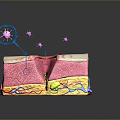 Detailed 3D Model of Human Skin Structure Showing Layers and Pink Particles