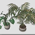 Green Potted Houseplants With Heart Shaped And Feathery Leaves In Striped Planters
