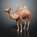 Brown Double Hump Camel Standing On Black Background With Reflection 3d model