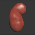 Glossy Red 3D Anatomical Kidney Model for Medical Education and