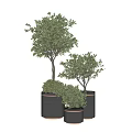 Indoor Potted Olive Trees and Bushes in Black Pots with Gold Accents for Home Decor