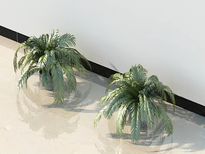 Two Lush Green Potted Plants With Feathery Leaves On Light Colored Floor Against White Wall 3d model