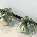 Two Lush Green Potted Plants With Feathery Leaves On Light Colored Floor Against White Wall