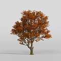 Deciduous Arbor With Orange Red Leaves And Textured Trunk On Plain Gray Background 3d model