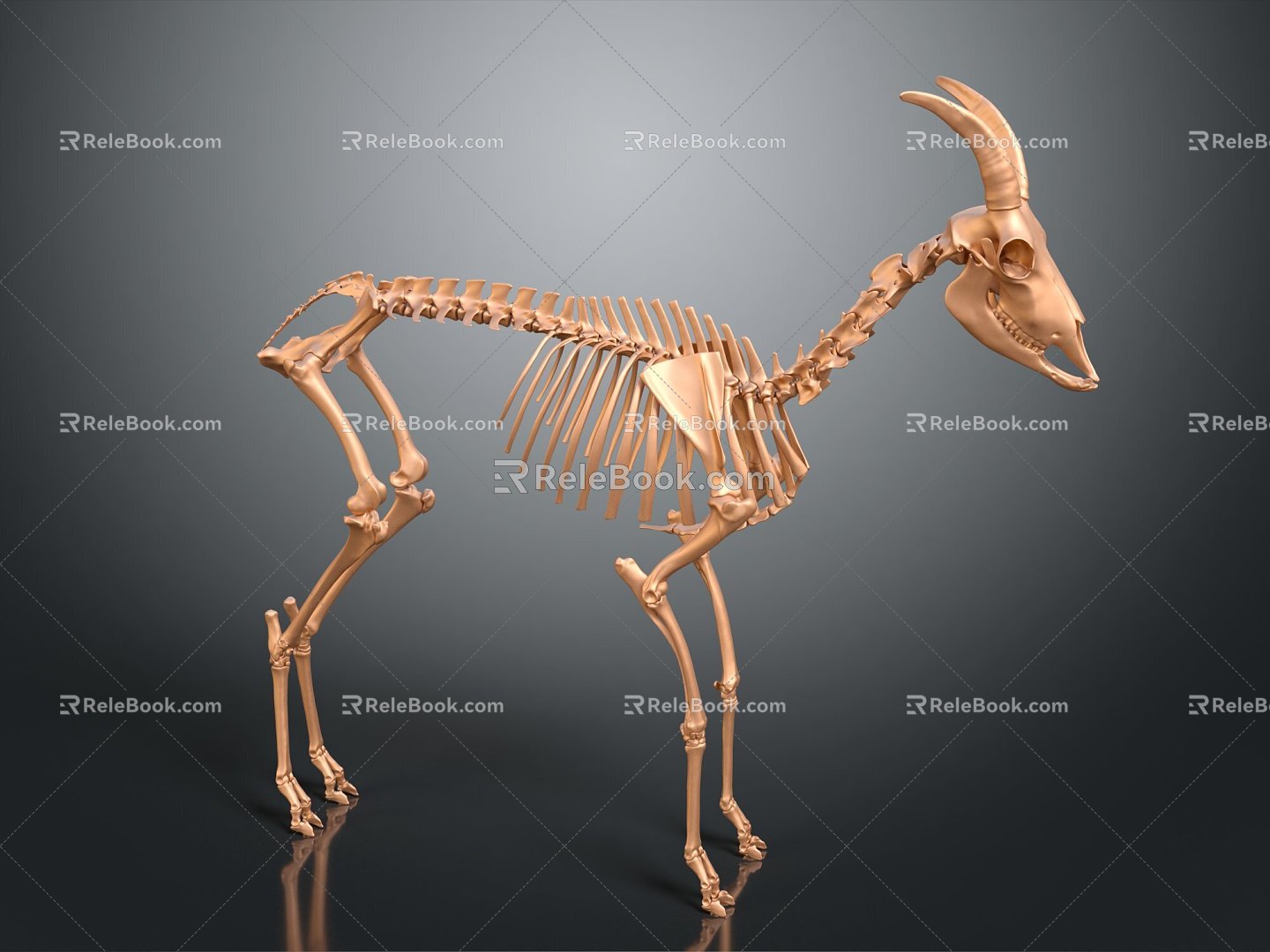 Skeleton Goat Skeleton Goat Skeleton Sheep Skeleton 3d model