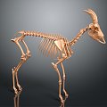 Skeleton Goat Skeleton Goat Skeleton Sheep Skeleton 3d model