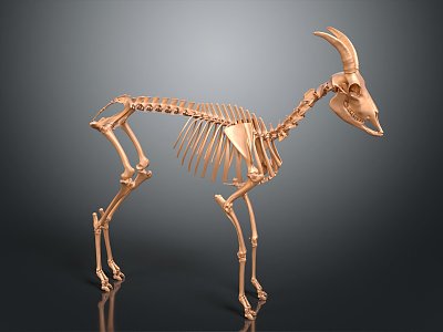 Skeleton Goat Skeleton Goat Skeleton Sheep Skeleton 3d model