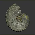 Chi chrysanthemum stone ancient fossil stone chrysanthemum fossil items 3d model