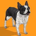 Boston Terrier Dog With Black And White Coat Standing On Orange Background