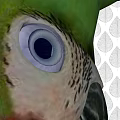 Vibrant Green Parrot With Purple Eye Ring Feathers And Black Beak On Leaf Pattern Background