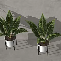 Potted Plants in White Pots on Metal Stands with Green Leaves and Veins Indoor