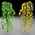 Lush Hanging Plants With Green And Yellow Leaves Dangling As Decorative Vines