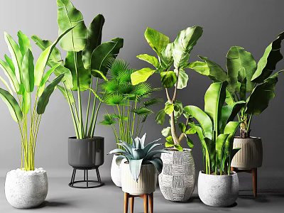 Various Indoor Potted Green Plants With Different Stylish Planters And Stands 3d model