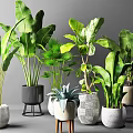 Various Indoor Potted Green Plants With Different Stylish Planters And Stands