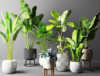 Various Indoor Potted Green Plants With Different Stylish Planters And Stands 3d model