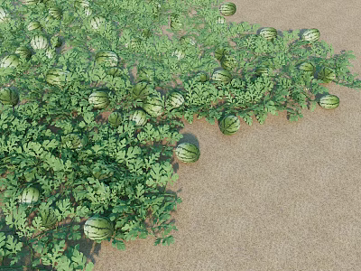 Lush Garden Landscape With Green Vines And Ripe Watermelons On Sandy Ground 3d model