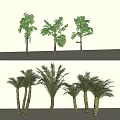 Different Palm Tree Varieties With Varied Leaf Shapes And Trunk Textures