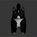 Black Cat With White Chest Paws And Yellow Eyes Standing On Gray Background