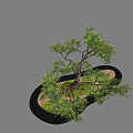 Pine Lohan pine welcome pine landscape tree modeling tree ornamental tree landscape sketch stone end view 3d model