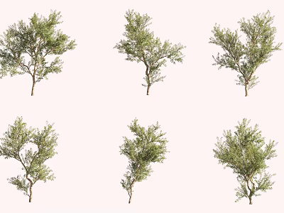Six Lush Green Leafy Trees With Varied Branch Shapes For Landscape Design Projects 3d model
