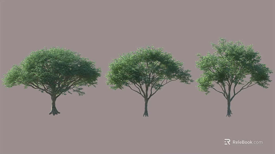 Three Arbor Trees With Green Foliage And Different Growth Forms On Gray Background 3d model